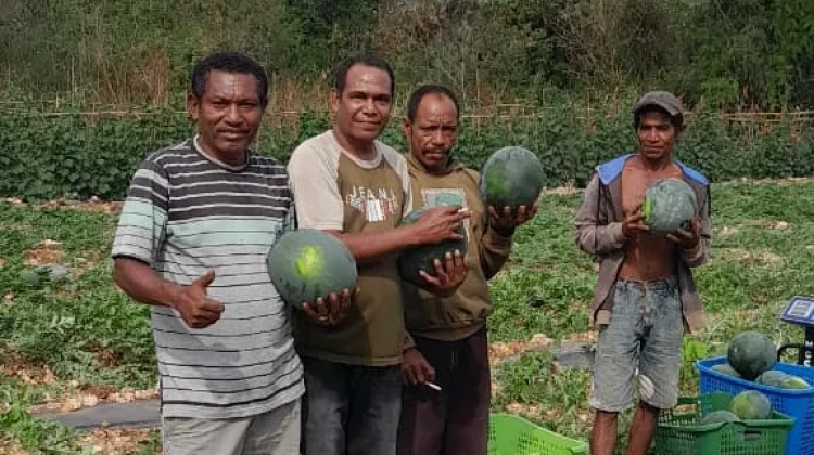 Kegagalan Panen Jadi Pelajaran Berharga Bangkitkan Semangat Usaha Perkebunan