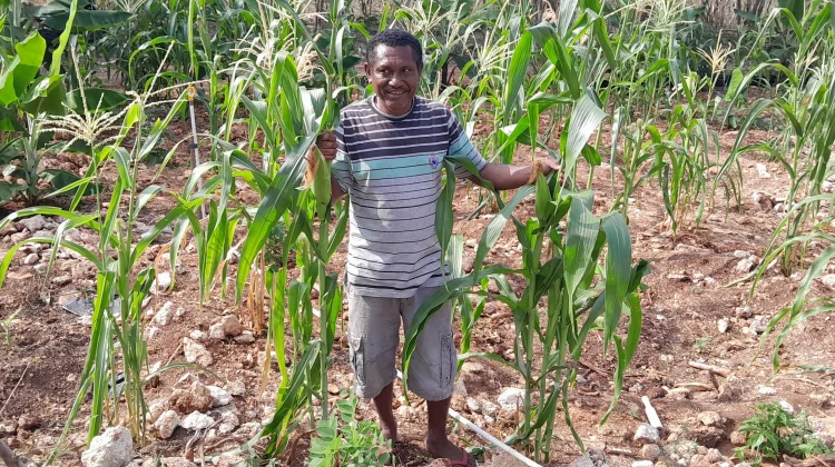Strategi Mengatasi Keterbatasan Usaha Perkebunan di Kabupaten Alor