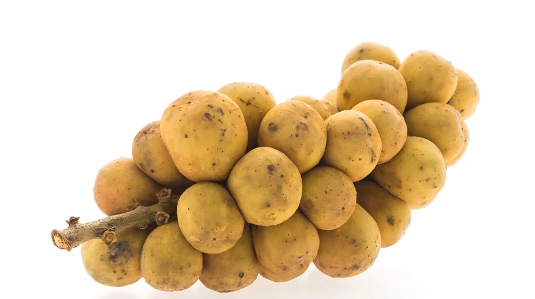 Pesona Pohon Kosambi, Multiguna Penopang Kehidupan Alam