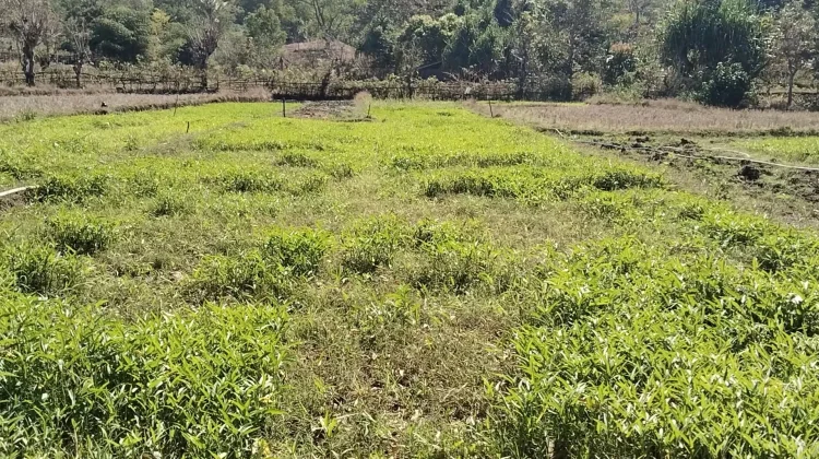 Ternak Rusak Tanaman Sayuran Petani Umanen Merugi Tidak Peroleh Hasil Panen