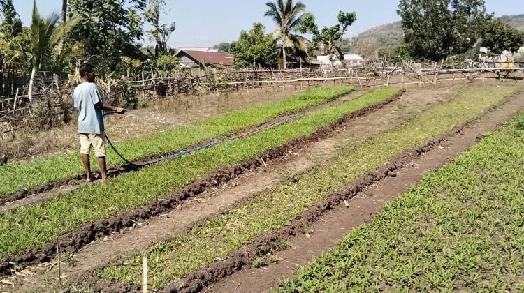 Kemarau Panjang, Petani di Atambua Manfaatkan Sumur Resapan untuk Tanam Sayur