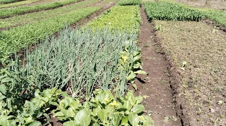 Petani di Belu Bertahan ditengah Kemarau, Manfaatkan Sisa Air Kali