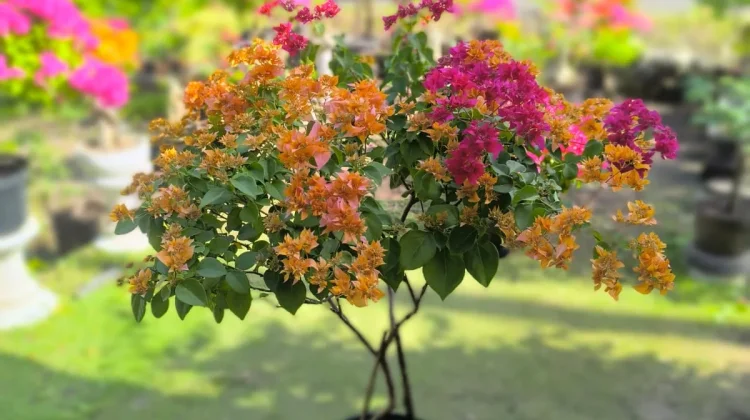 Budidaya Bougainvillea Jadi Usaha Coplant Alor