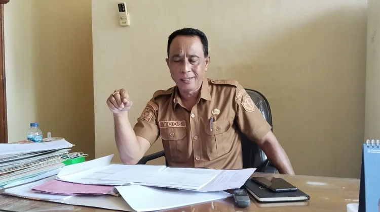 Mencukupi Pakan di Musim Kemarau Dinas Peternakan Belu Menanam Hijauan Rumput
