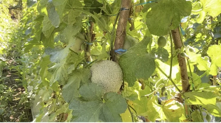 Budidaya Melon Menjadi Peluang Bisnis Menjanjikan di Belu