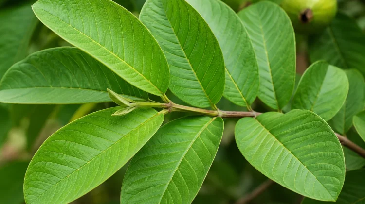 Kenali 7 Manfaat Daun Jambu Biji bagi Tubuh
