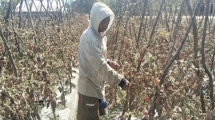Petani Desa Manleten Belu Peroleh Pendapatan Ekonomi dari Panen Tomat