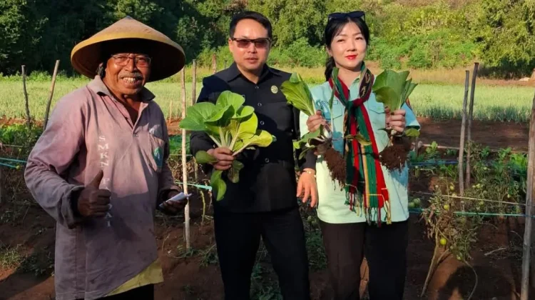 Sektor Pertanian Alor Terus Diperkuat melalui Peningkatan Produksi
