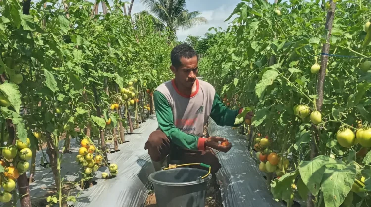 Kelompok Tani Manebala Konsisten Produksi Pupuk Organik
