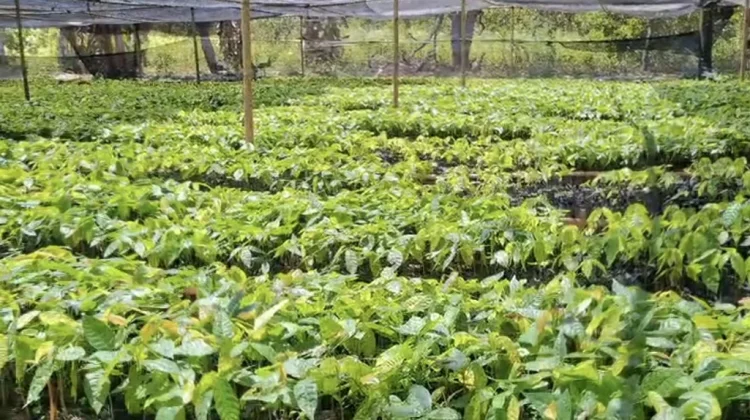 Kakao Buka Peluang Ekonomi Warga Fanating