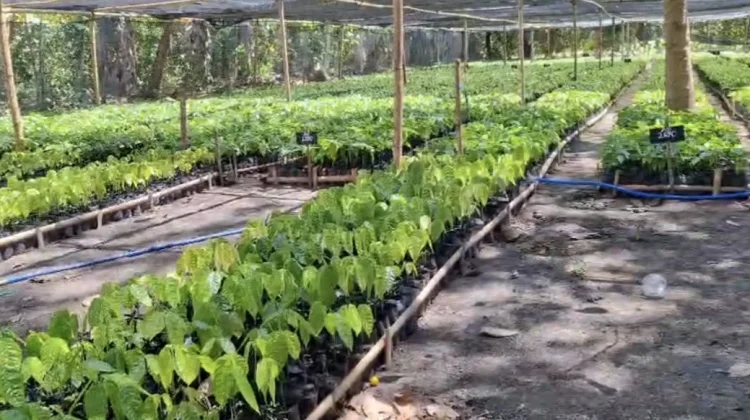 Pembibitan Kakao Jadi Langkah Pengembangan Komoditas Unggulan Desa Fanating