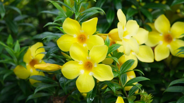 Alamanda, Bunga Kuning yang Cantik dan Mudah Dirawat