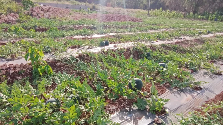 Dari Lahan Berbatu Menjadi Produktif, Kebun di Mali Kini Hasilkan Pangan
