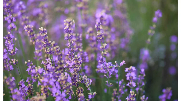 9 Manfaat Bunga Lavender, Tak Hanya untuk Pengharum
