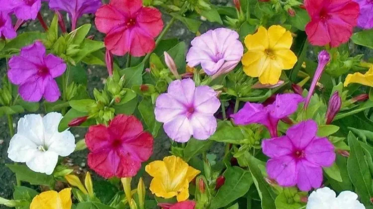 Bunga Pukul Empat, Tak Hanya Cantik tetapi Punya Beragam Kegunaan