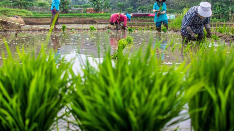 Teknologi Pertanian Cerdas, Kunci Ketahanan Pangan Desa Kabuna
