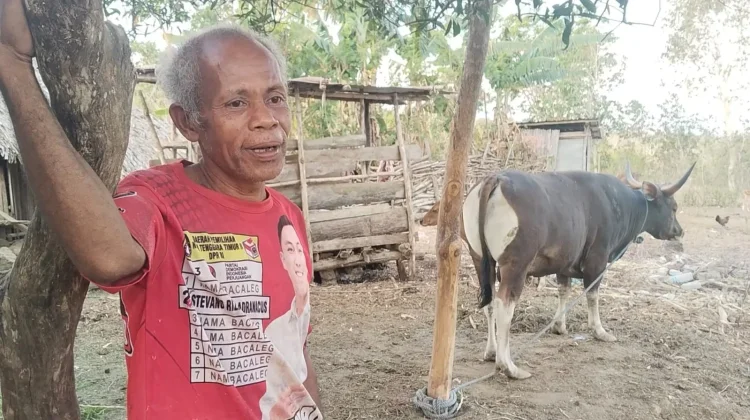 Peternak di Belu Keluhkan Sapi Piaraan Tidak Bisa Dijual ke Perusahan Pengumpul