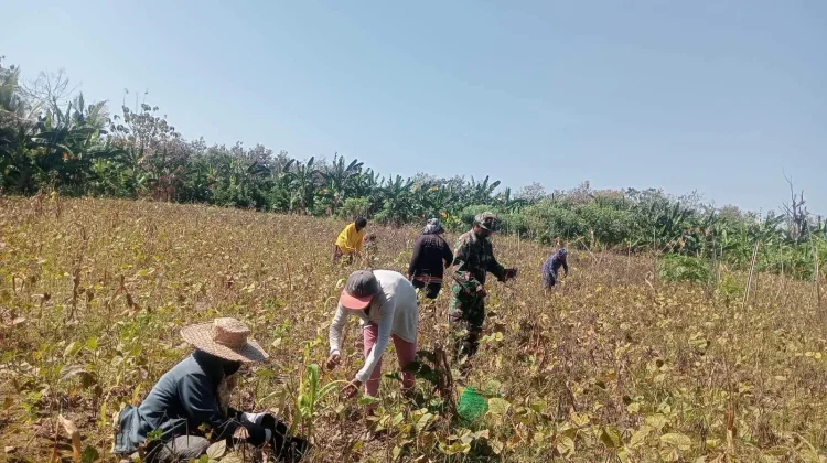 Babinsa Kobalima Bantu Petani Panen Kacang Hijau di Litamali