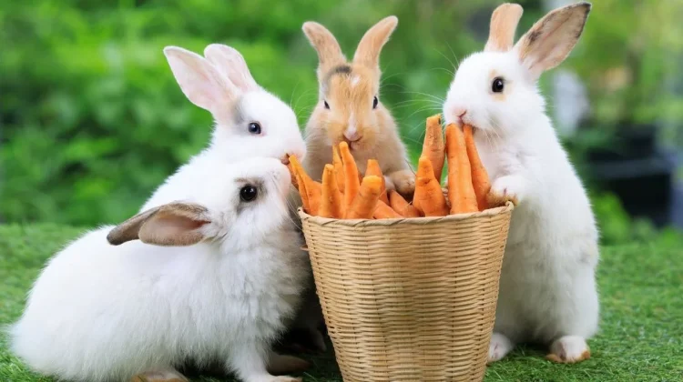 Kenali 4 Makanan yang Baik untuk Menjaga Kesehatan Kelinci