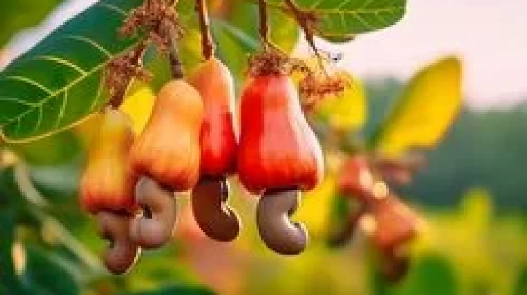 8 Manfaat Jambu Monyet yang Baik untuk Kesehatan Tubuh