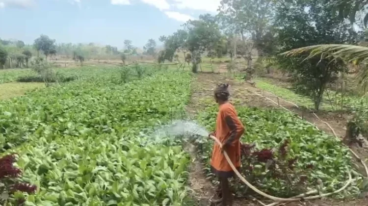 Budidaya Sayur Petani Manleten Raup Omzet Belasan Juta