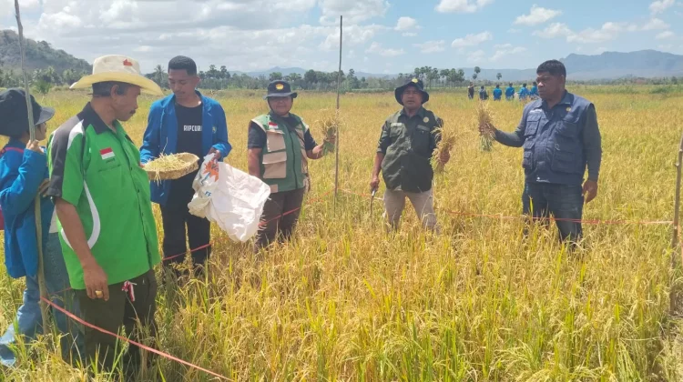 PPL Perkuat Produksi dan Akses Pasar Petani TTU