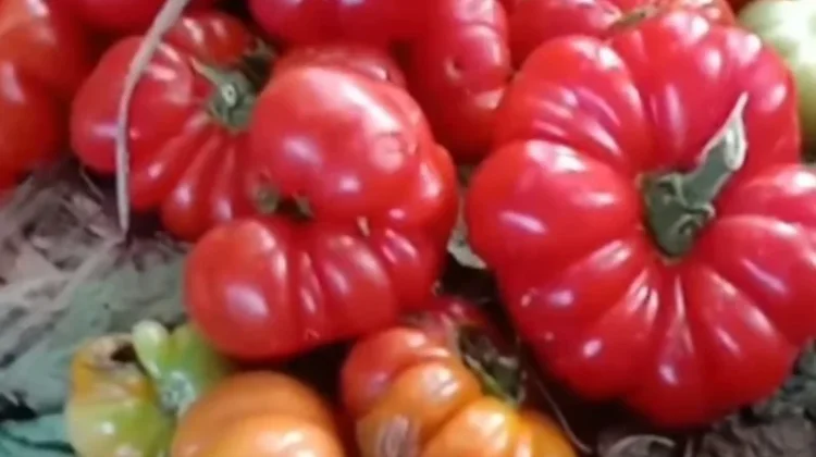 Buah Tomat Lahurus Belu Pasar Menjanjikan Manfaat Ekonomi bagi Petani