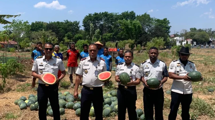 Lapas Atambua Panen 2,5 Ton Semangka dari Lahan Pembinaan