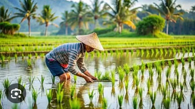 Warga Alas Malaka Berkeluh di Halo RRI