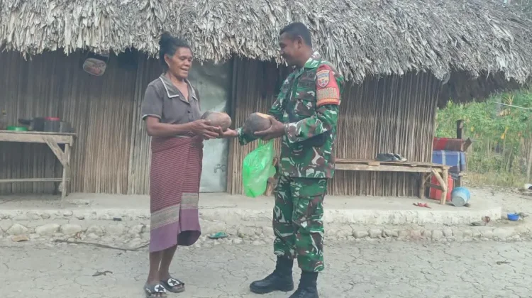 Babinsa Biudukfoho Bagikan Bibit Kelapa Gading,