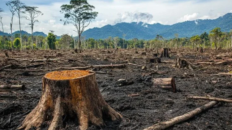 Deforestasi Tekan Kondisi Hutan Alor, Rehabilitasi Jadi Solusi Krisis Iklim