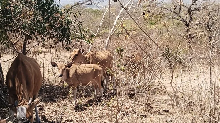Kawasan Sonis Laloran Menjadi Lokasi Pengembangan Populasi Sapi di Belu