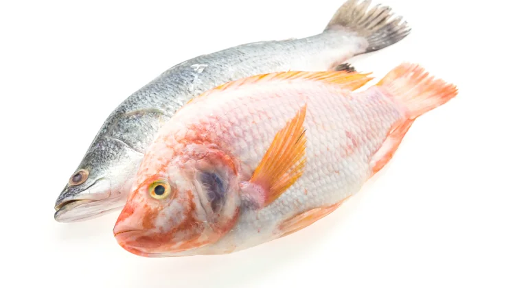 Cara Tepat dan Jitu Memilih Ikan Segar Berkualitas