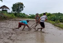 Curah Hujan Membaik Petani Hofehan Garap Lahan Pertanian