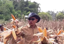 Pertanian Modern Manfaatkan Energi Alternatif