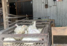 Harga Ayam Potong di Belu Sentuh Rp.90.000 Rupiah