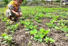Inovasi Pertanian Pangan Lokal Hadapi Perubahan Iklim