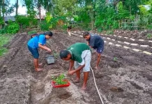 Adaptasi Budaya Tantangan Inovasi Pertanian di NTT