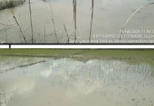 Curah Hujan Tinggi Persawahan Desa Tohe direndam  Banjir