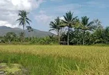 Perkuat Ketahanan Pangan Melalui Kolaborasi