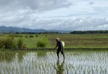 Petani Desa Leountolu Penyemprotan Pestisida Mengantisipasi Serangan Hama