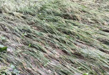 Lahan Sawah Kebanjiran Warga Naob Terancam Gagal Panen