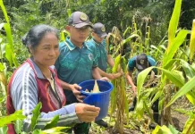 Panen Jagung, Bagian Tak Terpisahkan TNI dan Mayarakat