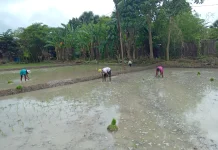 Musim Tanam Tiba, Waspadai Cuaca Tak Menentu