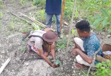 Hutan Alor Tertekan Dampak Iklim Meningkat
