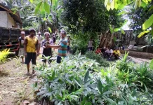 Pemilihan Jenis Tanaman yang Cocok untuk Reboisasi di Alor
