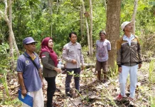 Reboisasi Alor Terkendala Bibit dan Anggaran