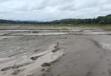 Banjir Baukama  Belu 27,47 Hektar Padi Terancam Gagal Panen