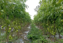 Varietas Tanaman Tomat Rentan Terkena Jamur