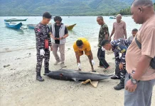 Illegal Fishing Dominasi Pelanggaran Laut Alor